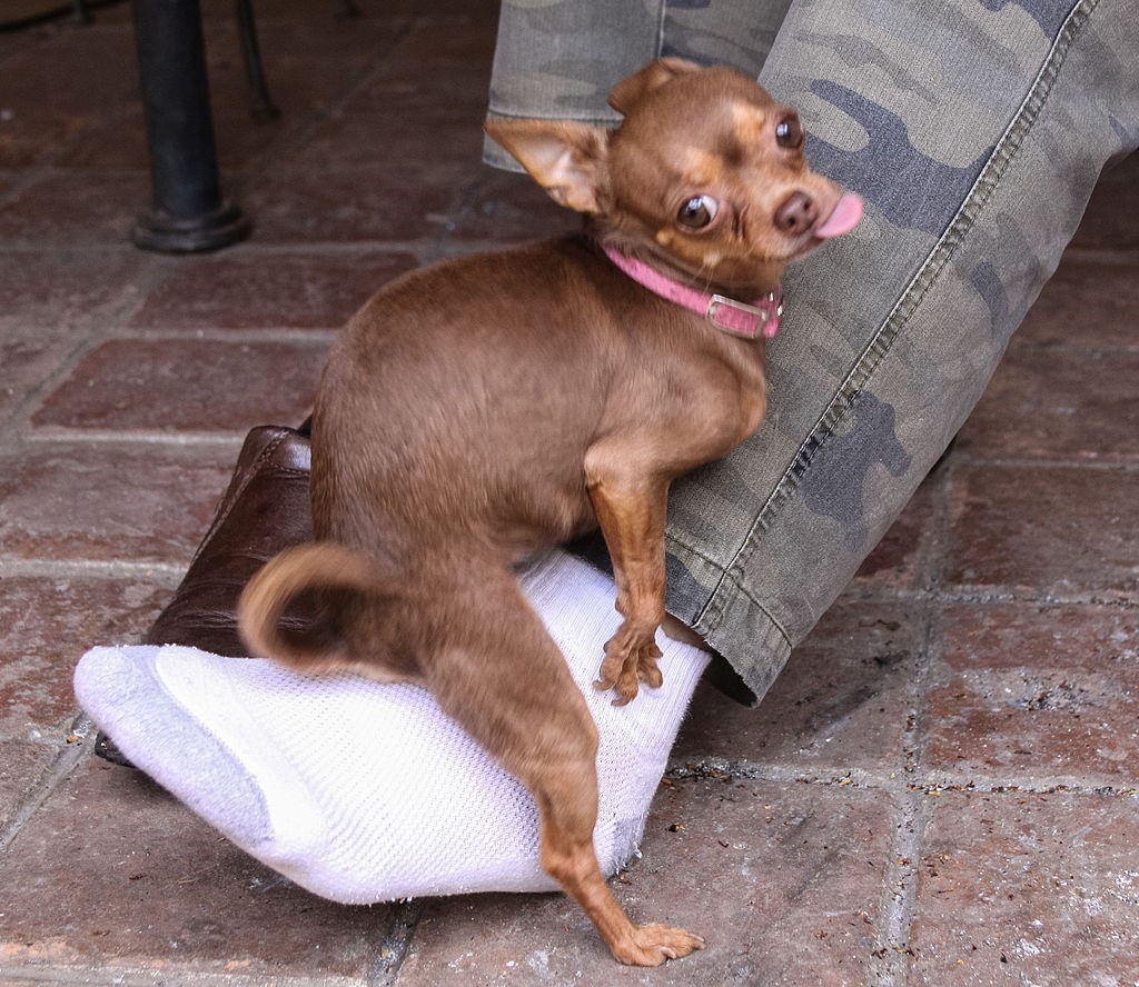 A chihuahua humping someone's leg. 